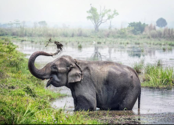 "Chitwan National Park Jungle Safari: Exploring the Wildlife Heaven of Nepal"